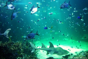 A big tank of fish at Sydney Aquarium