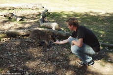 Feeding a Wallaby